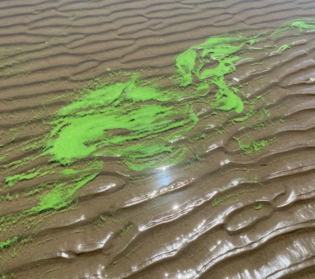 Alerta amarilla por cianobacterias en la playa Palo Blanco de Berisso