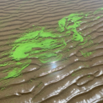 Alerta amarilla por cianobacterias en la playa Palo Blanco de Berisso