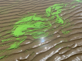 Alerta amarilla por cianobacterias en la playa Palo Blanco de Berisso