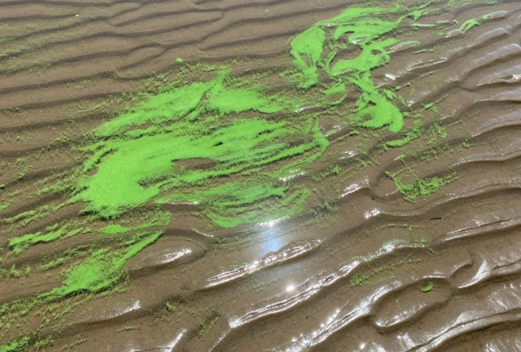 Alerta amarilla por cianobacterias en la playa Palo Blanco de Berisso