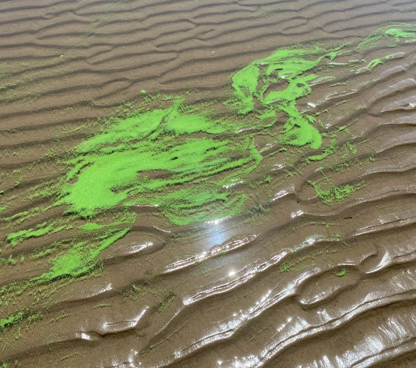 Alerta amarilla por cianobacterias en la playa Palo Blanco de Berisso