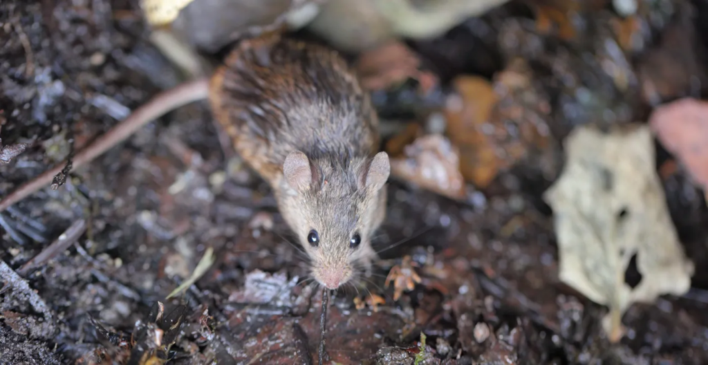Prevención del hantavirus en La Plata: limpieza segura y control de roedores