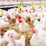 Debate ambiental en Brandsen por la posible instalación de un establecimiento avícola cerca de Jeppener y el cumplimiento del Código Urbano Territorial.