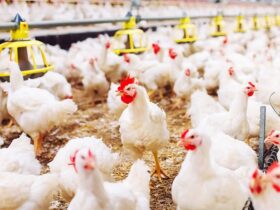 Debate ambiental en Brandsen por la posible instalación de un establecimiento avícola cerca de Jeppener y el cumplimiento del Código Urbano Territorial.