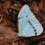 Mariposa Bandera Argentina volando en el talar del Parque Costero del Sur durante la Fiesta Provincial en Punta Indio.