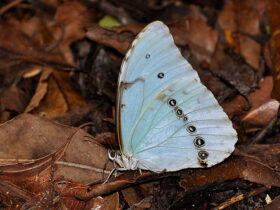 Mariposa Bandera Argentina volando en el talar del Parque Costero del Sur durante la Fiesta Provincial en Punta Indio.