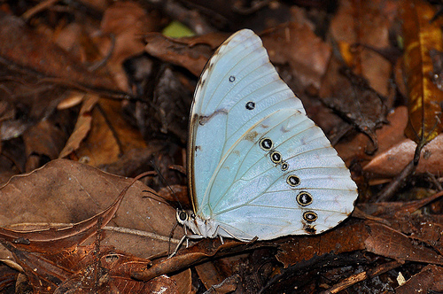 Punta Indio celebrará la Fiesta de la “Mariposa Bandera Argentina” el 21 y 22 de febrero