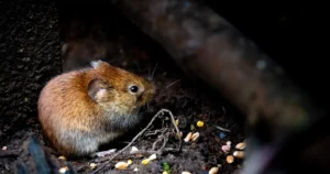 Tras siete muertes por hantavirus, piden explicaciones a la Provincia por el avance del brote