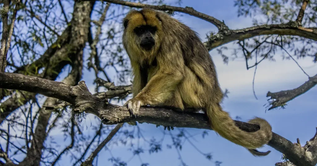 Varios monos fueron vistos en el Camino Centenario y especialistas en fauna explicaron los motivos