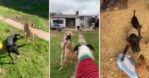 Un refugio de Berisso busca ayuda por una deuda millonaria y sostener a decenas de animales rescatados