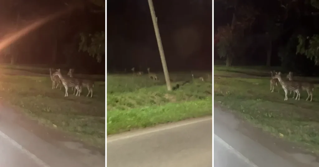 Video: misterio en La Plata por una manada de ciervos que apareció sobre el Camino General Belgrano