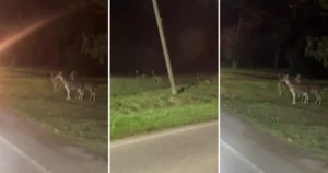 Video: misterio en La Plata por una manada de ciervos que apareció sobre el Camino General Belgrano