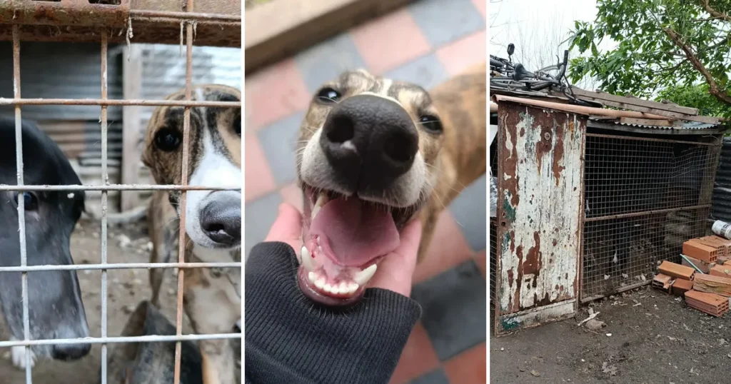 Rescataron a cinco galgos que eran víctimas de maltrato animal en La Plata