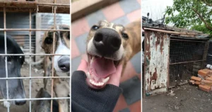 Rescataron a cinco galgos que eran víctimas de maltrato animal en La Plata