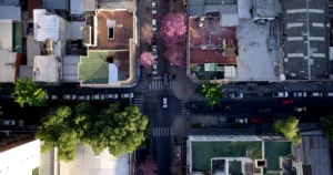 Avanza un proyecto para que La Plata genere ingresos propios gracias a su arbolado urbano