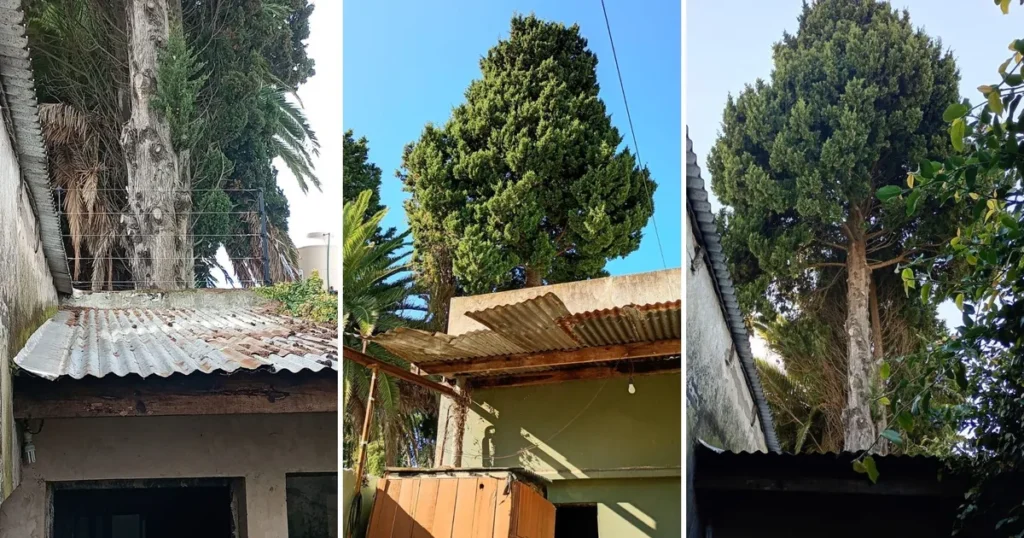 Vecinos de La Plata reclaman por la remoción de un pino de más de 30 metros que amenaza su casa