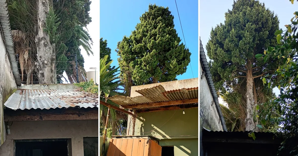 Vecinos de La Plata reclaman por la remoción de un pino de más de 30 metros que amenaza su casa
